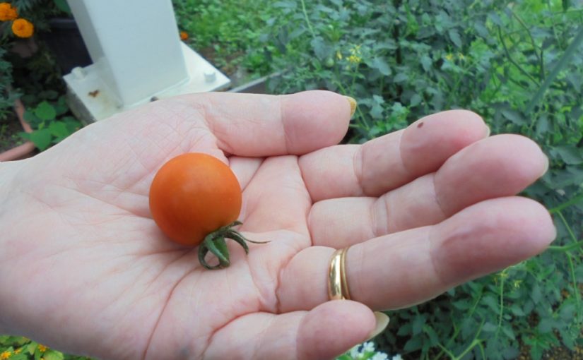 ＜デイおおの＞１粒のミニトマトが収穫できました