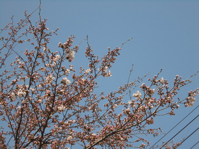 おおの苑の桜が咲きました🌸